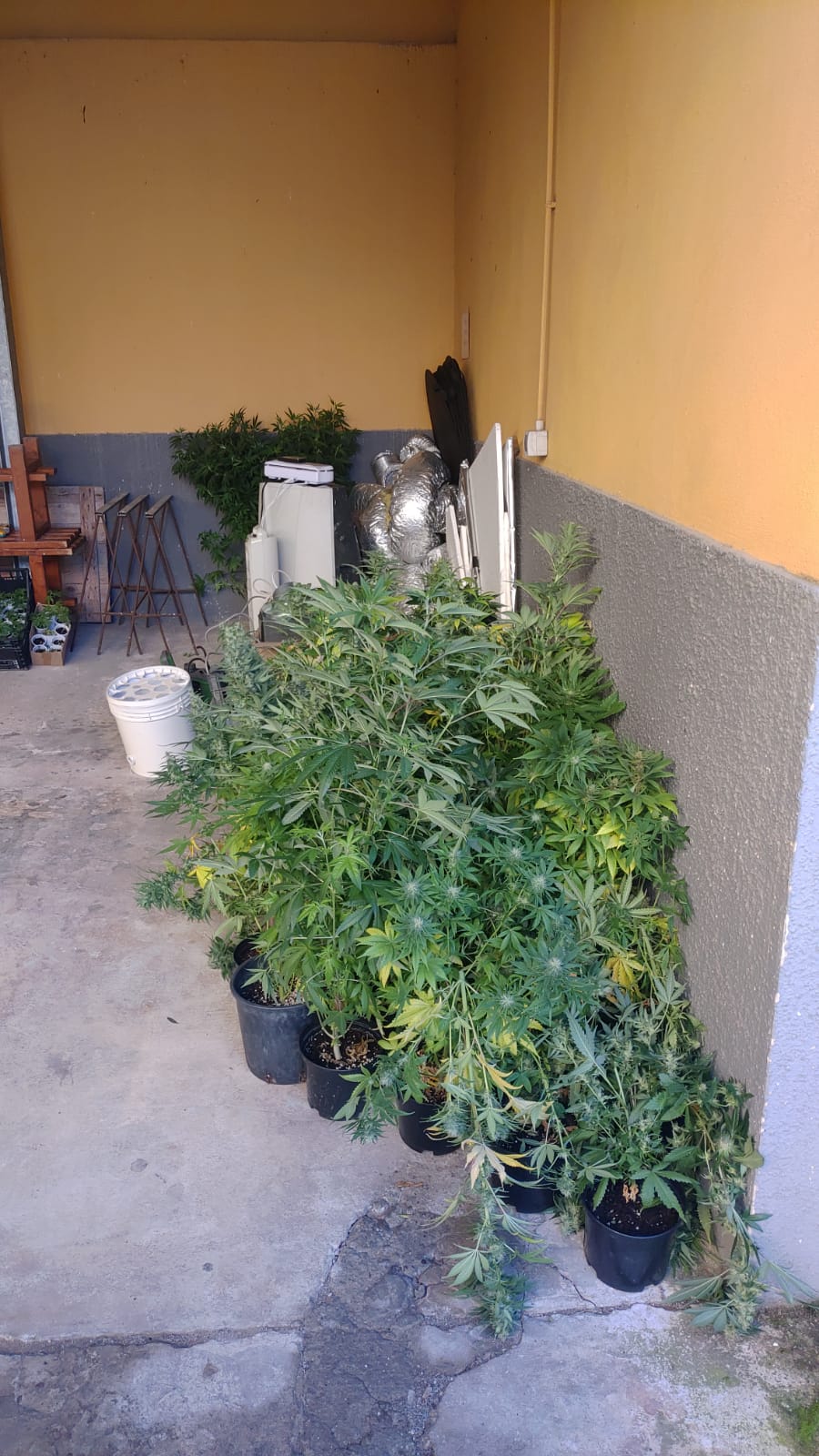 Ussana, una serra domestica nel seminterrato e 14 kg di marijuana già pronta: 23enne arrestato dai carabinieri