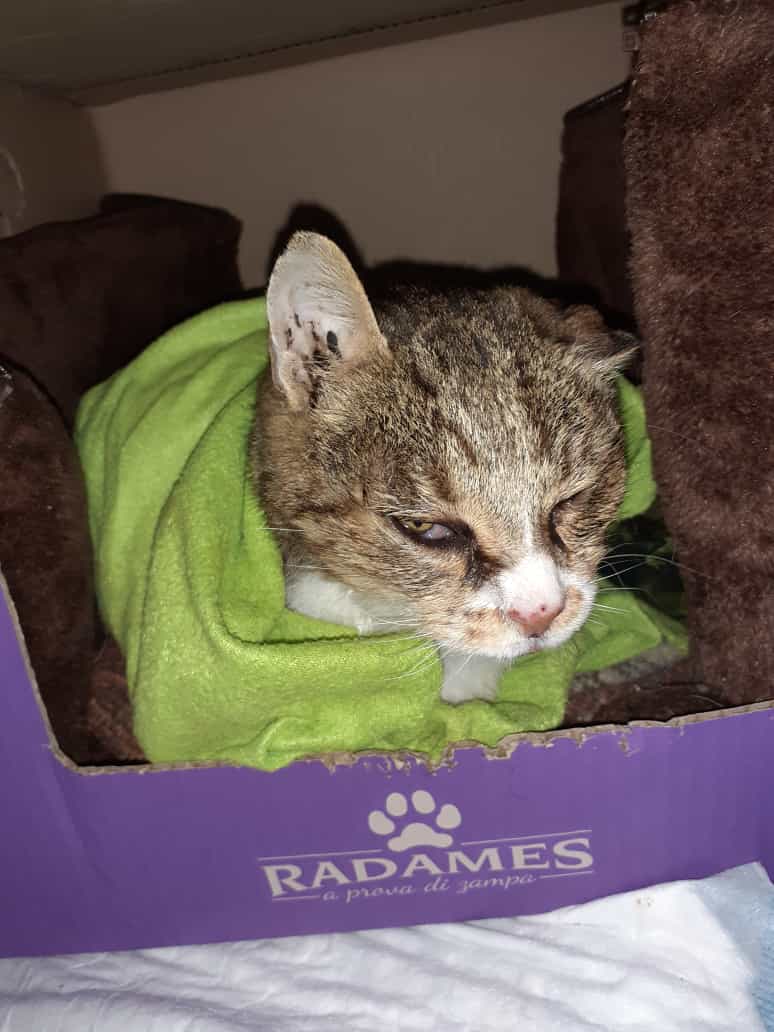 Appello a Radio Zampetta Sarda: “Sta male e vive in strada, per Natale adottate Buddha”