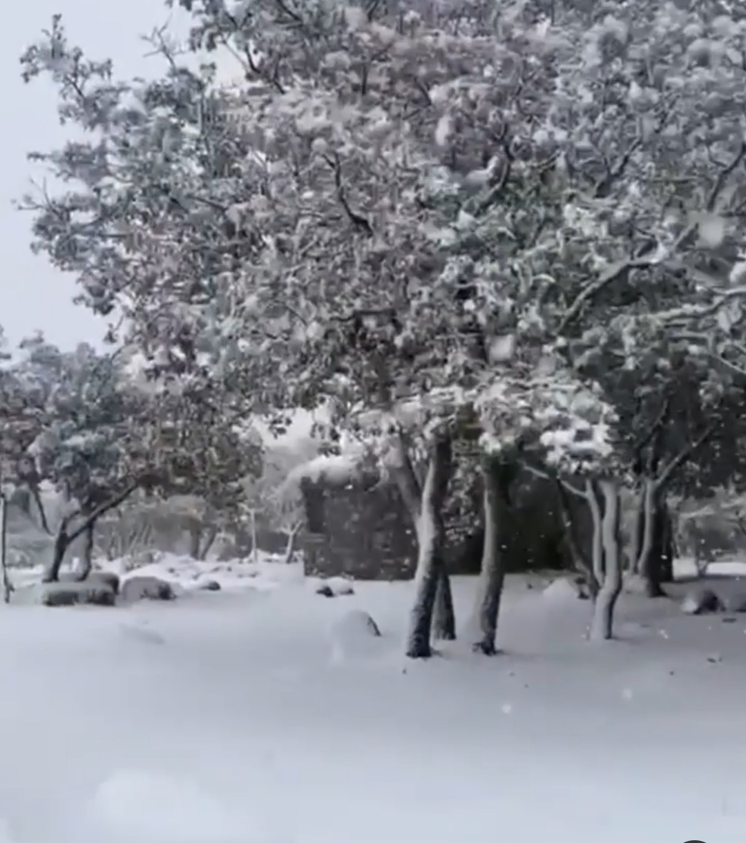 Neve in Sardegna, Coldiretti: “Maltempo ovunque e diverse aziende agricole isolate”