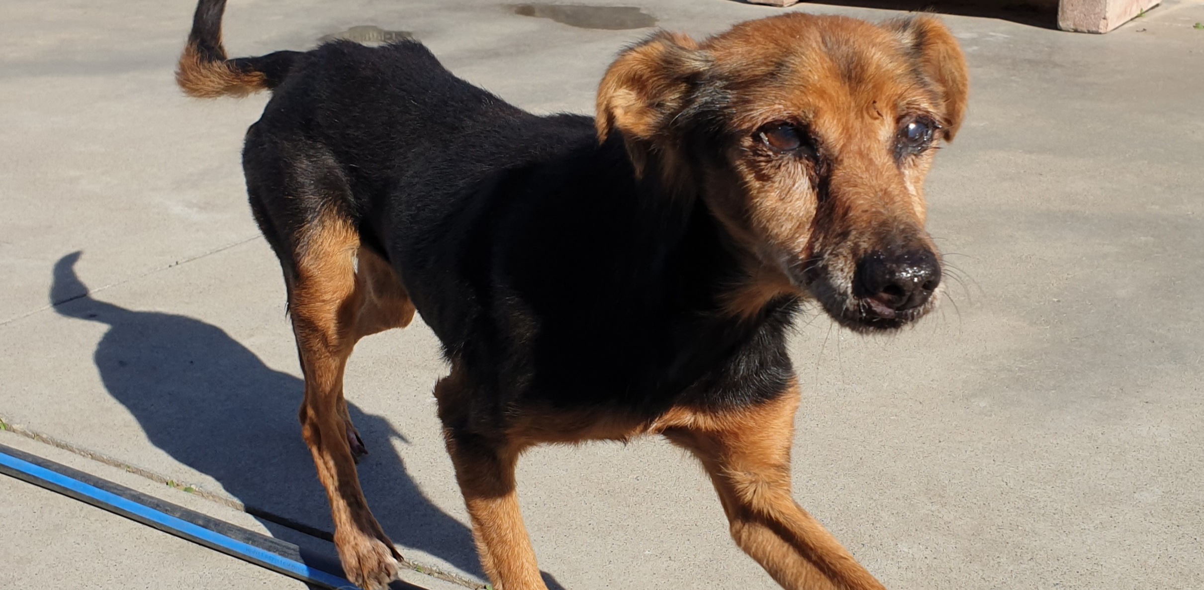 Pedro cerca una famiglia per gli ultimi anni della vita in una famiglia al caldo, regaliamogli un miracolo