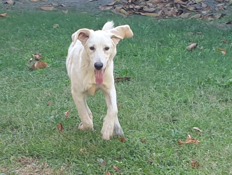 Radio Zampetta Sarda: “Sambuca, dolce e coccolone cerca una famiglia per la vita: chi lo adotta?”