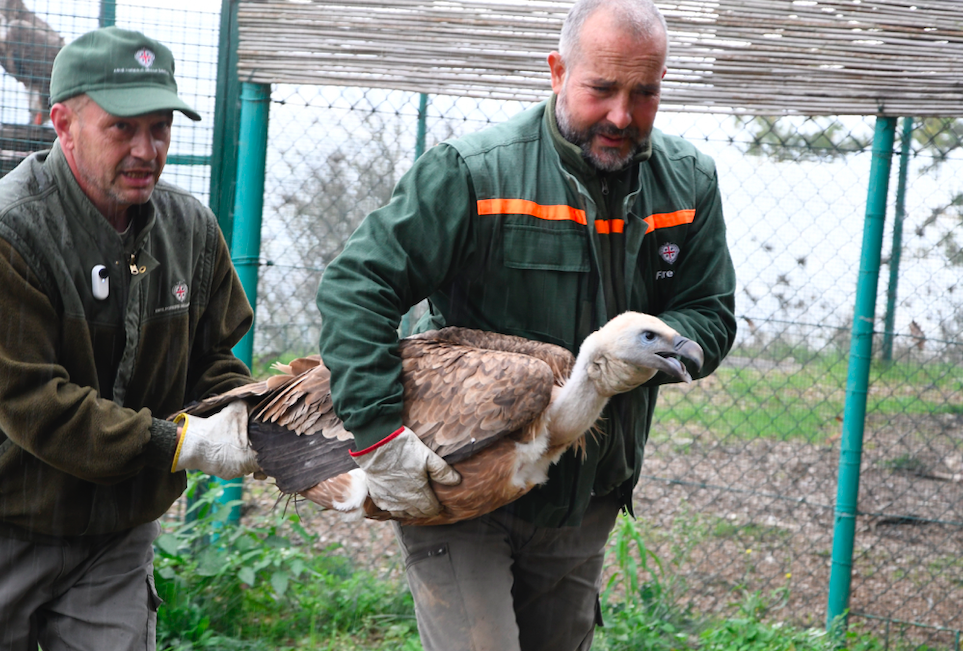 Successo per Life for Vultures: altri due grifoni finalmente liberi di volare nei cieli sardi