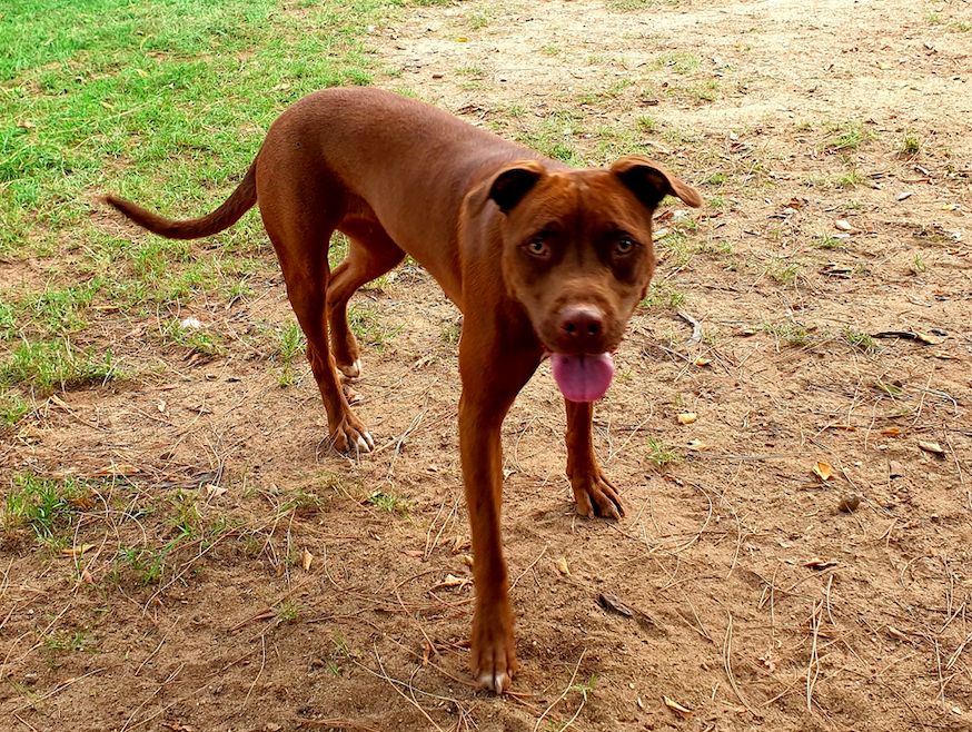 Campagna Adotta un cane dal canile di Cagliari: Chocolat aspetta una famiglia