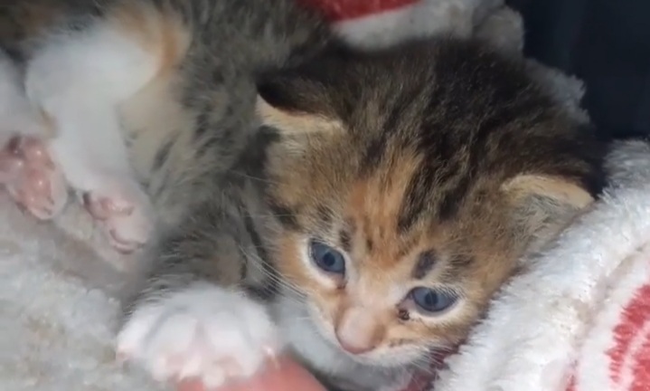 “E’ stata ritrovata in una strada trafficatissima, adottate Pardulina: 20 giorni di tenerezza”