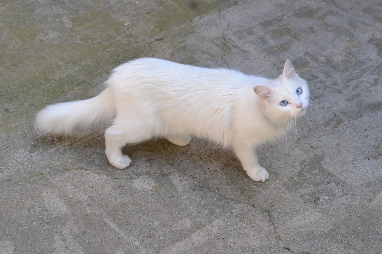 Appello a Radio Zampetta Sarda: “La mia gattina avvistata a Cagliari, aiutatemi a ritrovarla”