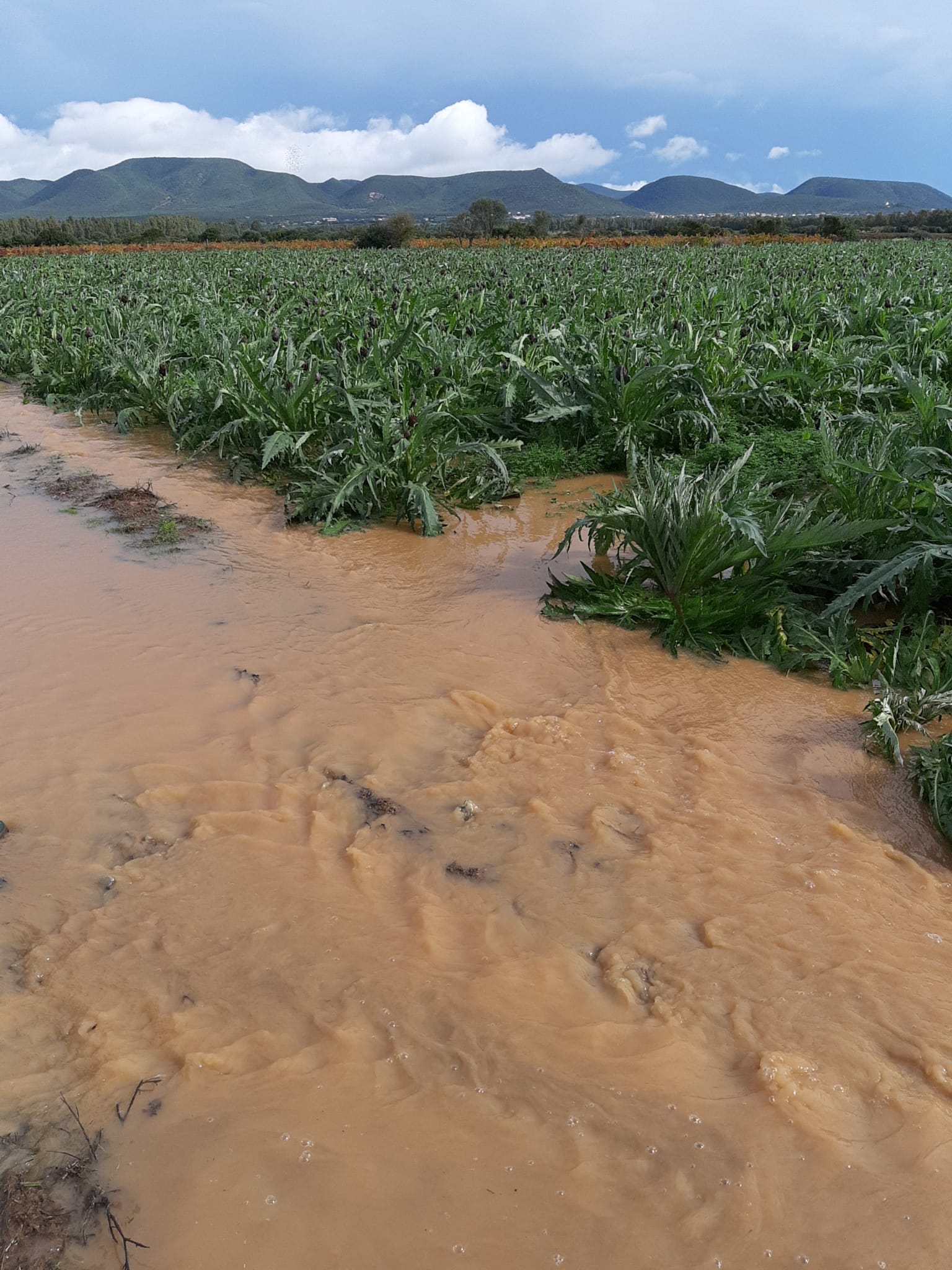 Maltempo in Sardegna, la preoccupazione di Coldiretti: “Dalla siccità alle bombe d’acqua”