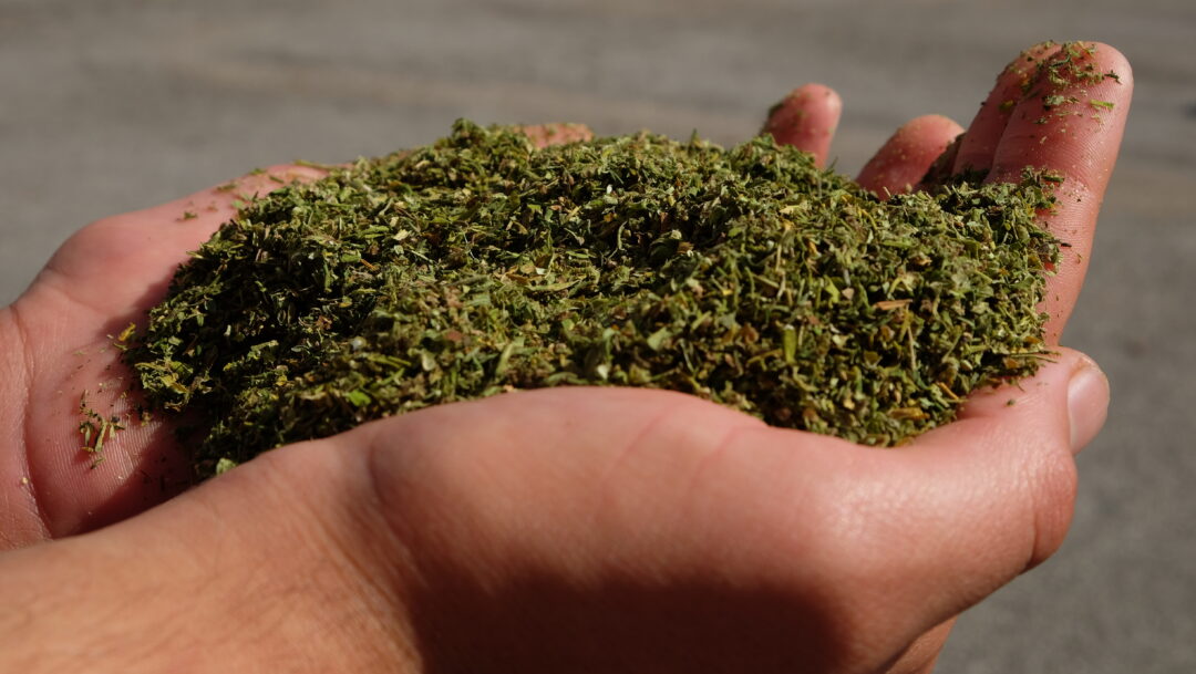 L’urlo dei coltivatori di canapa sardi: “Basta persecuzioni, non siamo delinquenti”