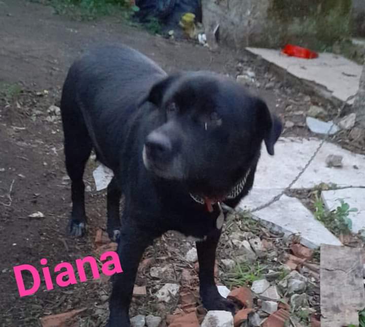 A Radio Zampetta Sarda la triste storia di Diana, rimasta senza padrone