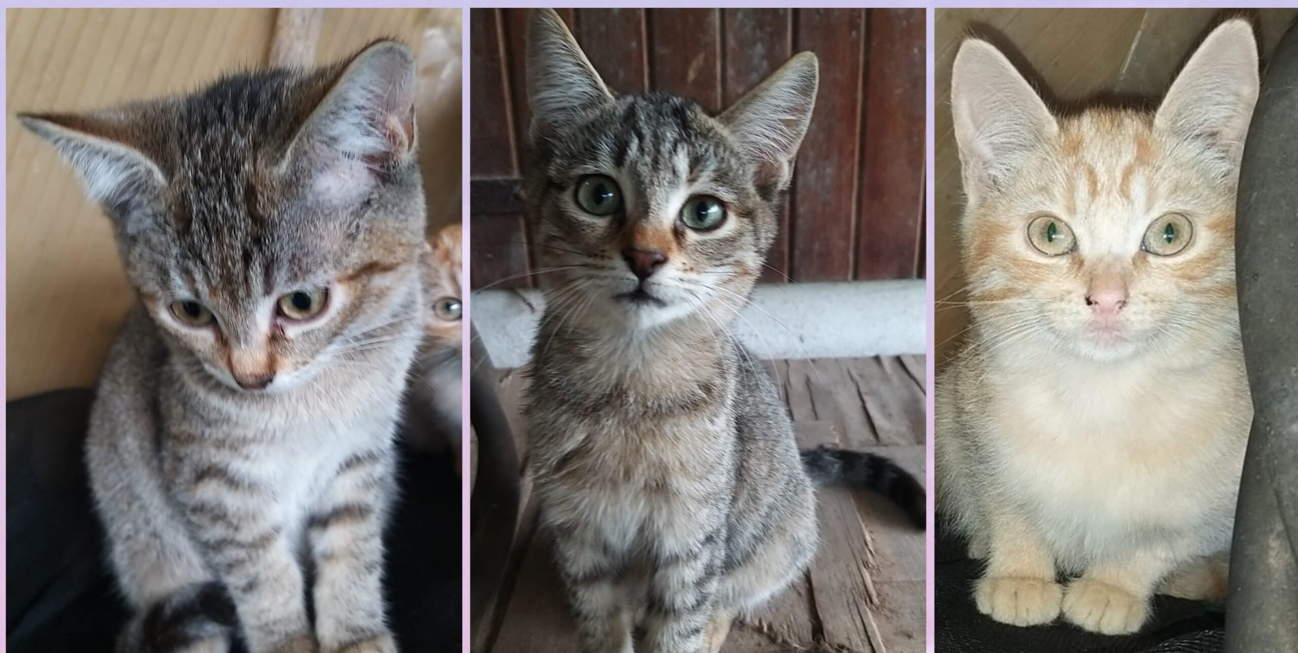 Appello del cuore per tre micine di 3 mesi, in pericolo di vita a Capoterra. Chi le adotta?