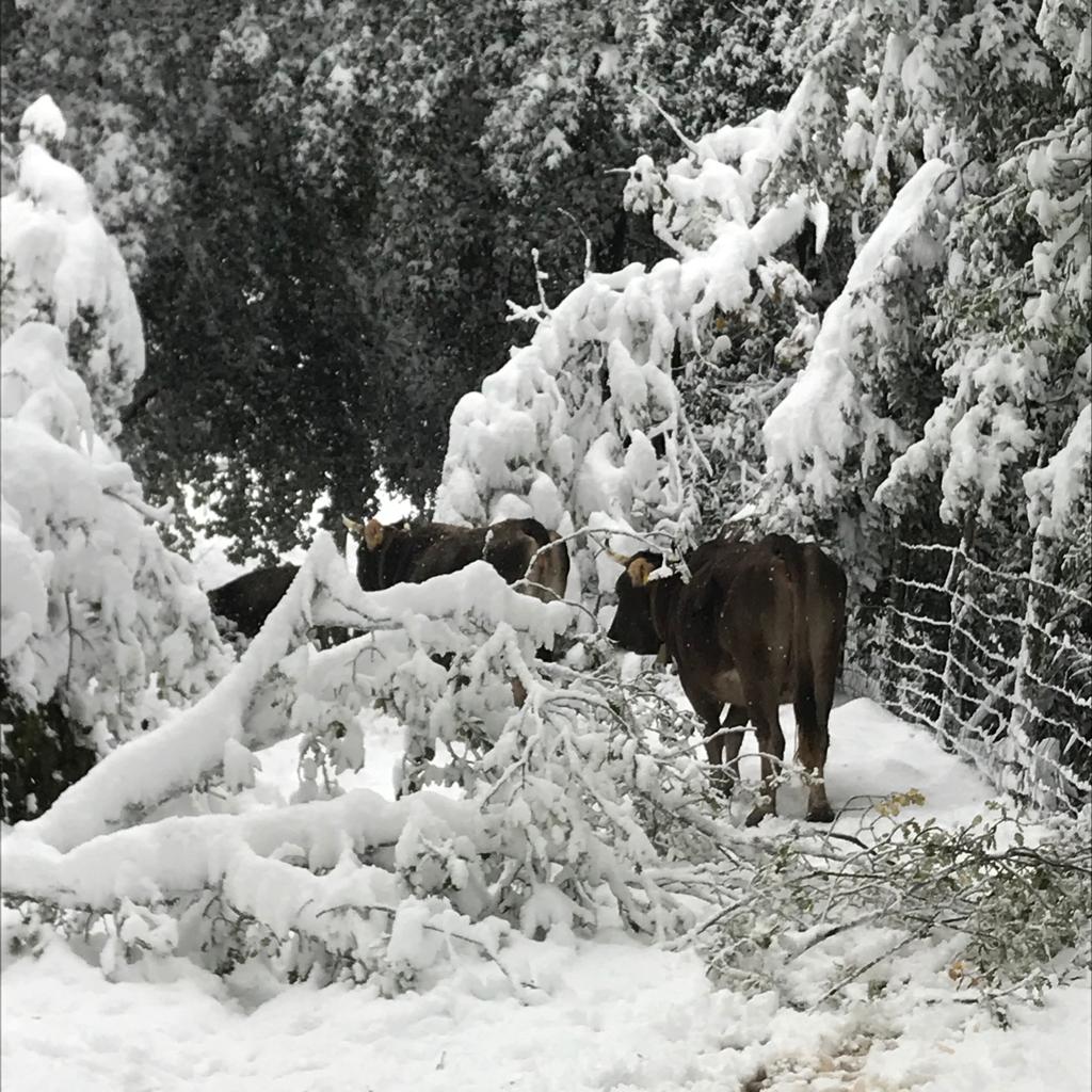 Neve in Sardegna, un disastro: piegate migliaia di piante, in ginocchio centinaia di aziende agricole