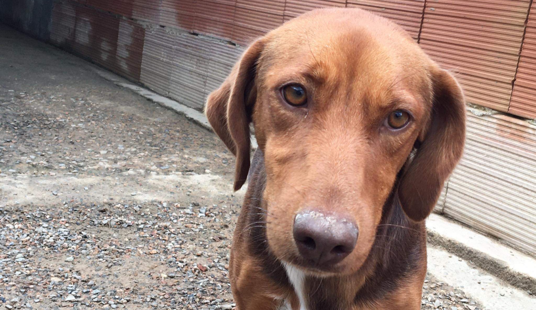 Radio Zampetta Sarda, sos di Claudia: “Il cagnolino sì è perso durante un battuta di caccia. Adottatelo”