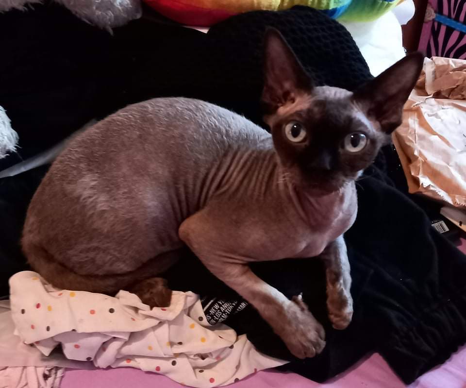 Sos in via dei musicisti a Quartu per un gatto Devon Rex, aiutateci a trovarlo