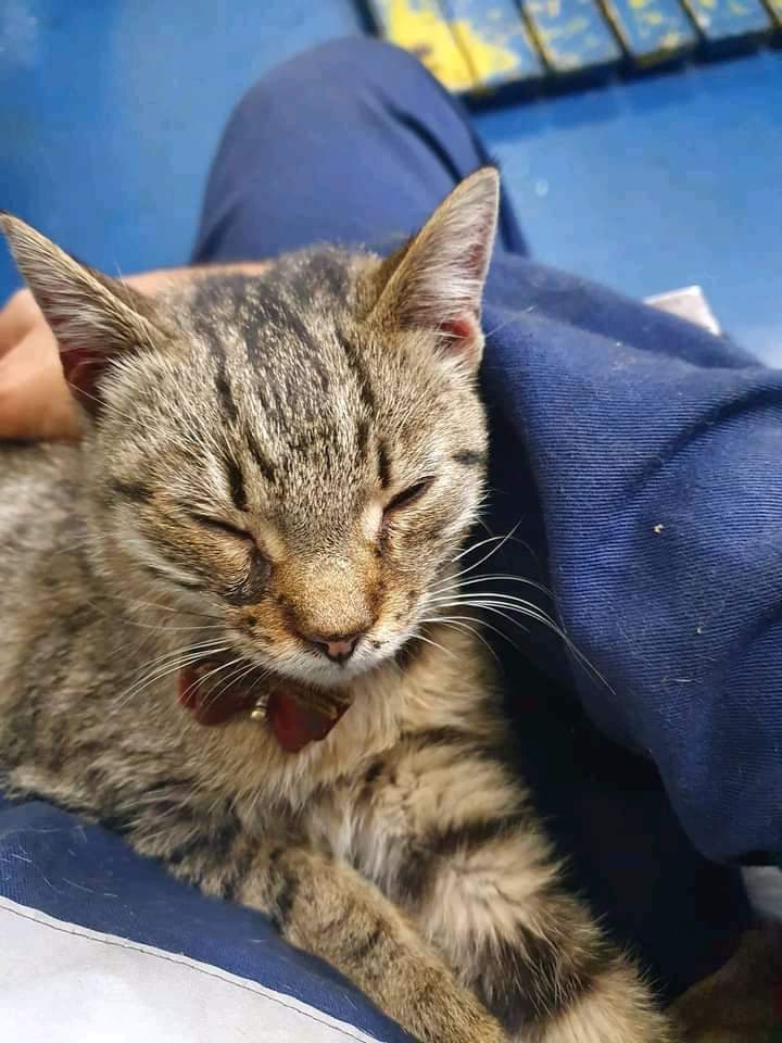 Radio Zampetta Sarda: “Gatta trovata in nave sulla linea Napoli – Cagliari. Di chi è?”