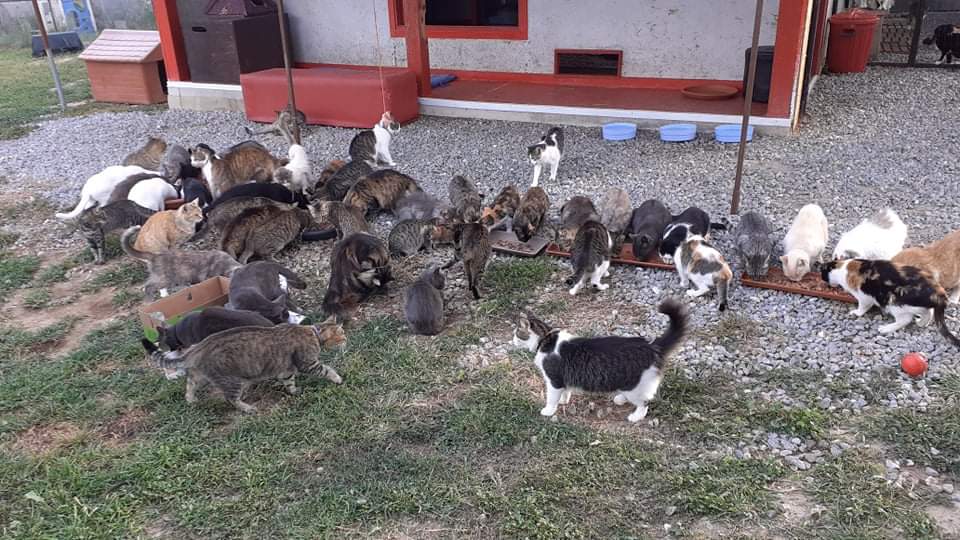 Sos a Radio Zampetta Sarda: “Cuccioli abbandonati con gastroenterite hanno contagiato i gatti del rifugio. Servono medicinali”