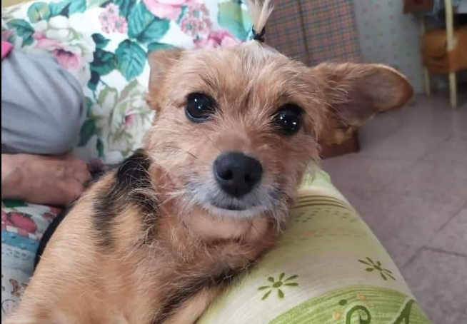 L’ appello di Alice a Radio Zampetta Sarda: “Susy è scappata, aiutatemi a ritrovarla”