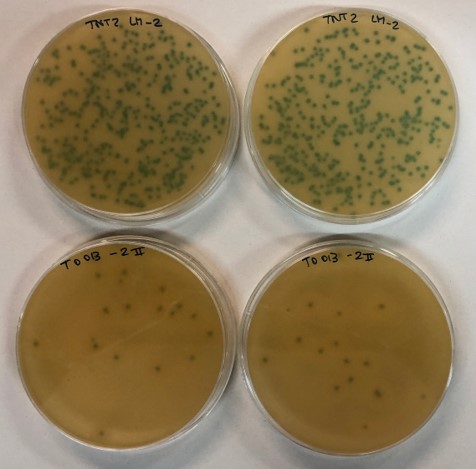 Una ricerca dell’Università di Sassari rivela il potere antimicrobico dell’olio di oliva