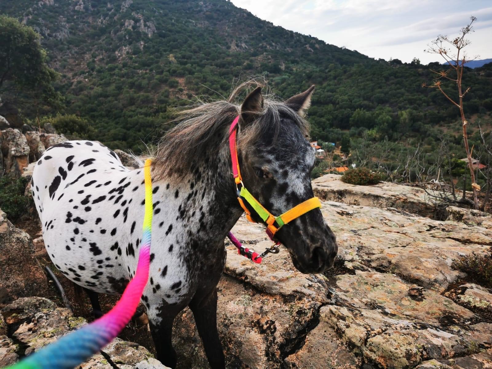 La triste fine di Bella, ritrovata morta la Pony scomparsa a Guspini