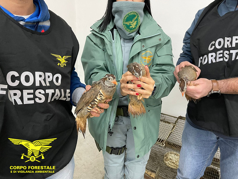 Sardegna, vendevano in rete pernici catturate illegalmente: due persone denunciate dalla Forestale