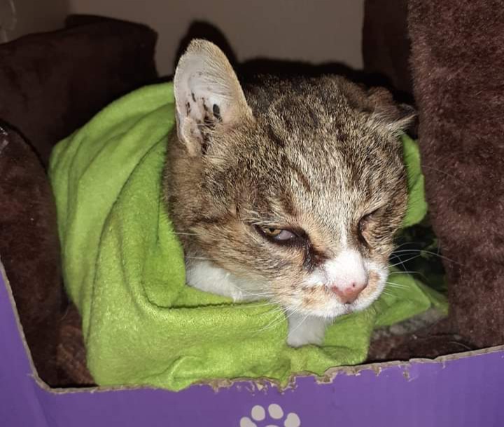 A Radio Zampetta Sarda l’appello per Buddha, si cerca il miracolo di Natale per l’adozione