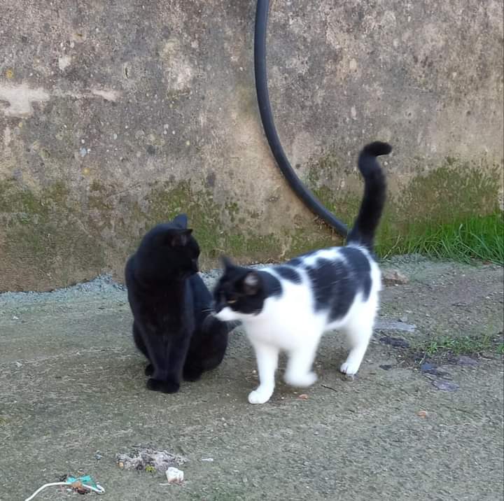 Radio Zampetta Sarda, appello per salvare tre gattine e i cuccioli