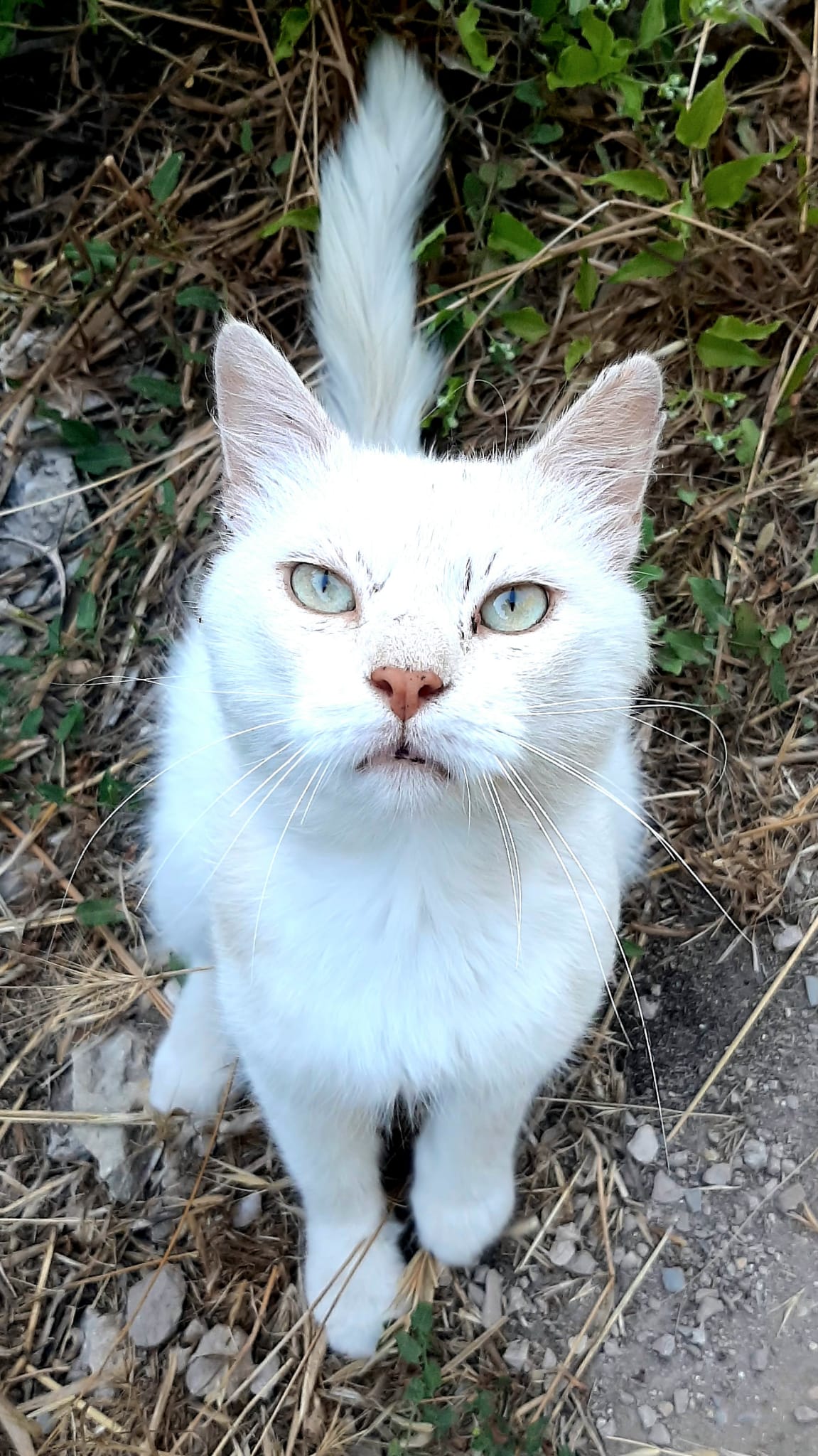 Radio Zampetta Sarda: appello per Romeo, bellissimo gattone bianco che cerca casa