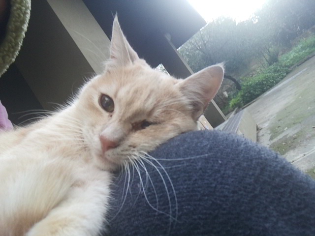 Globulina è troppo dolce per la vita di strada a Cagliari e cerca il calore di una casa: chi l’adotta?