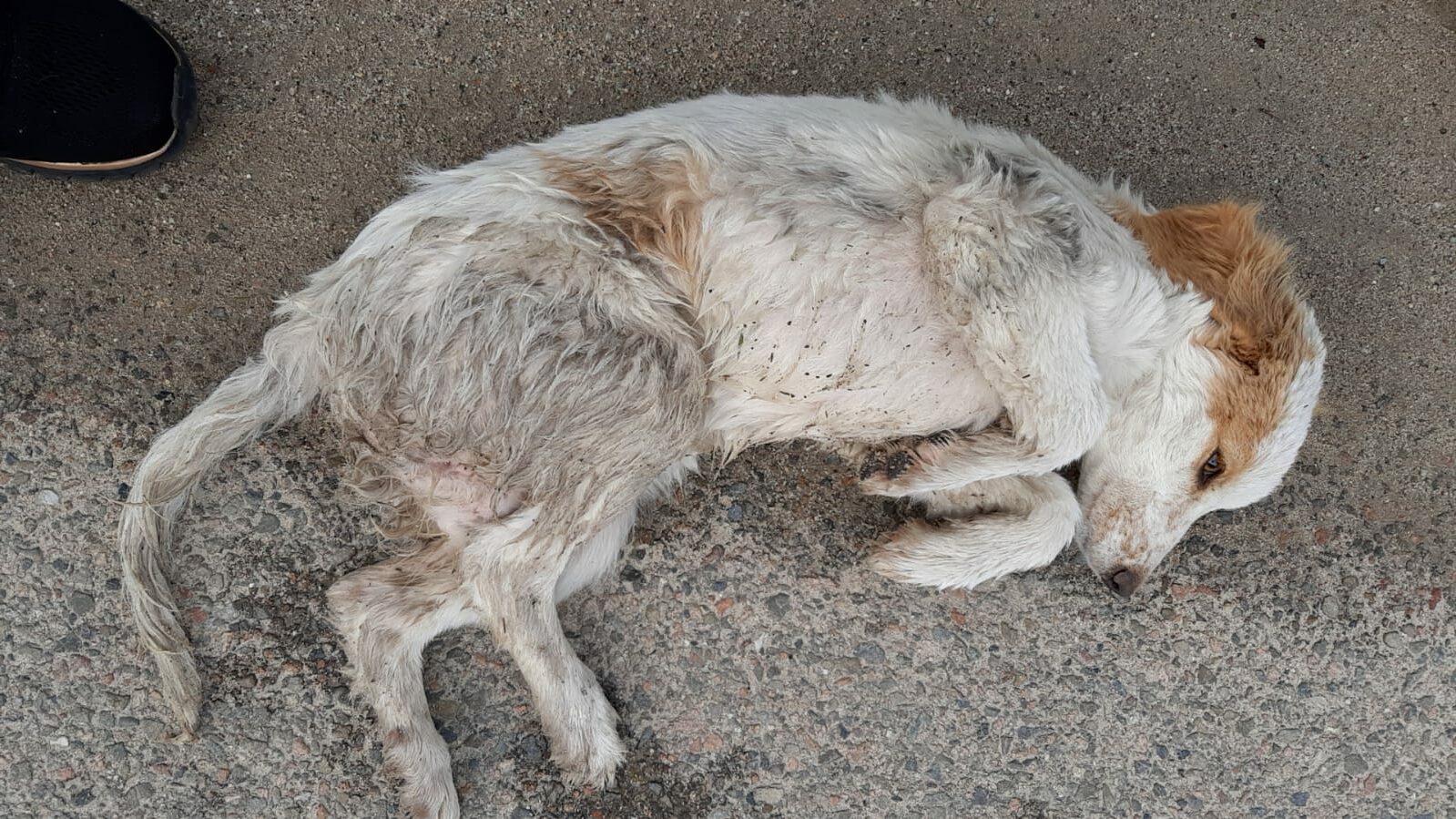 Cucciola di 5 mesi investita a Sant’Isidoro: non ha padrone, cerca una casa per vivere meglio