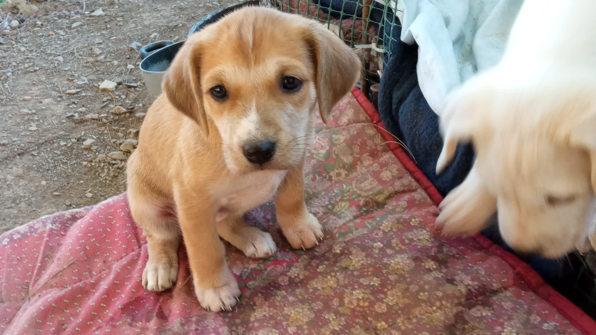 Sos per una cucciola di 40 giorni, vive in strada davanti a un dirupo a Villaputzu: salviamola!