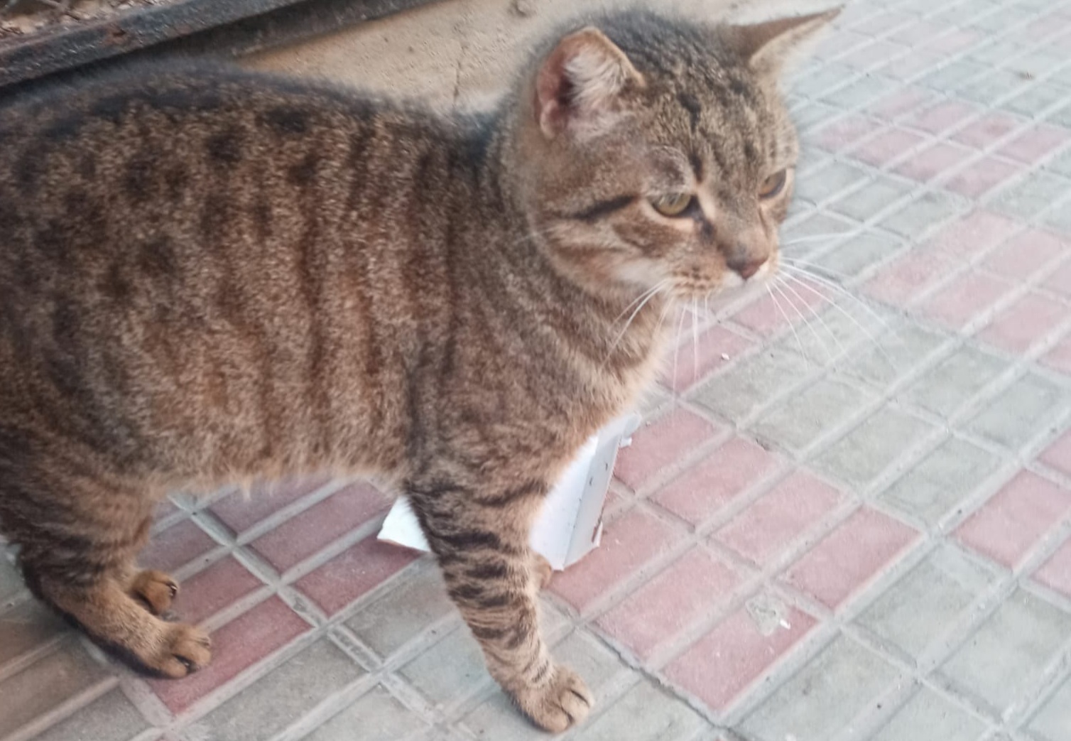 Radio Zampetta Sarda, adozione per un dolcissimo micio in zona Is Mirrionis