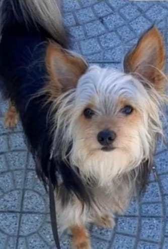 In cerca di Tommy, dopo 2 mesi ancora nessuna traccia del cane smarrito a Mulinu Becciu