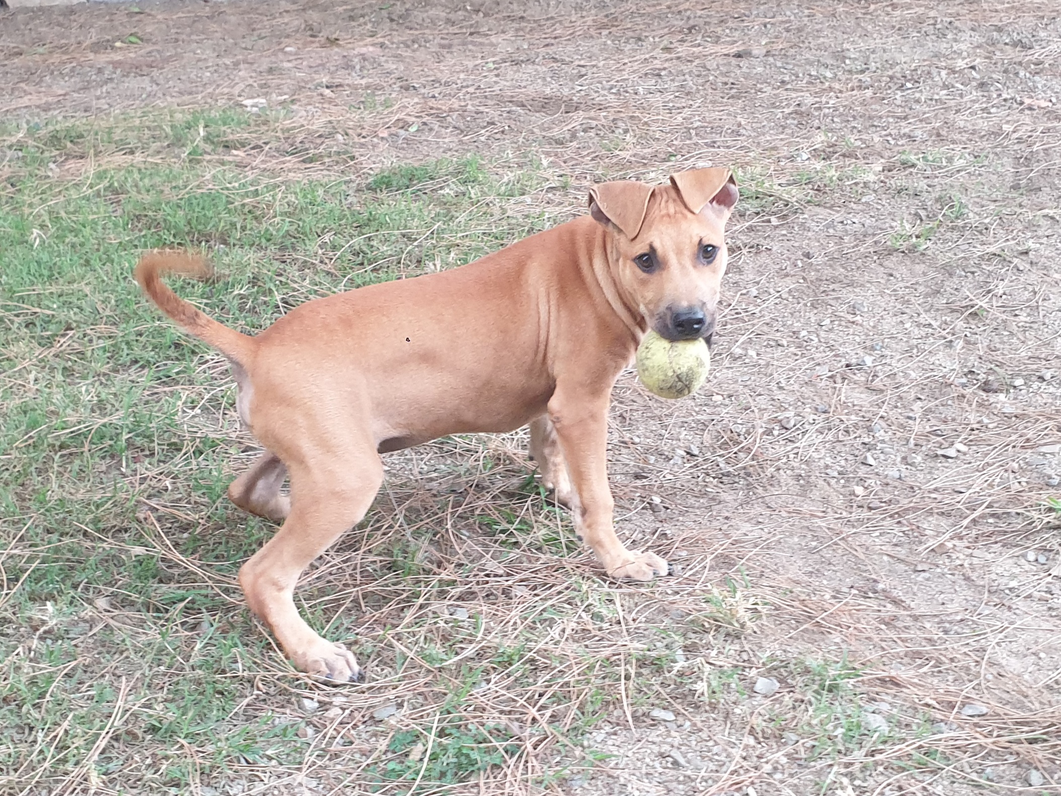 Cagliari, il canile chiude gli ingressi per mancanza di spazio: adottiamo Mordicchio, pitbull di 5 mesi