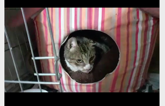 Radio Zampetta Sarda, Buddha non può più vivere in strada: chi lo adotta?