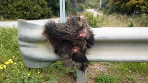 Quartu, caccia vietata a Terra Mala: arriva l’ordinanza del sindaco Milia