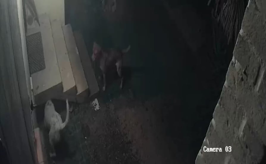 Orrore a Quartucciu: “Un branco di cani randagi ha sbranato un gatto a Sant’Isidoro”