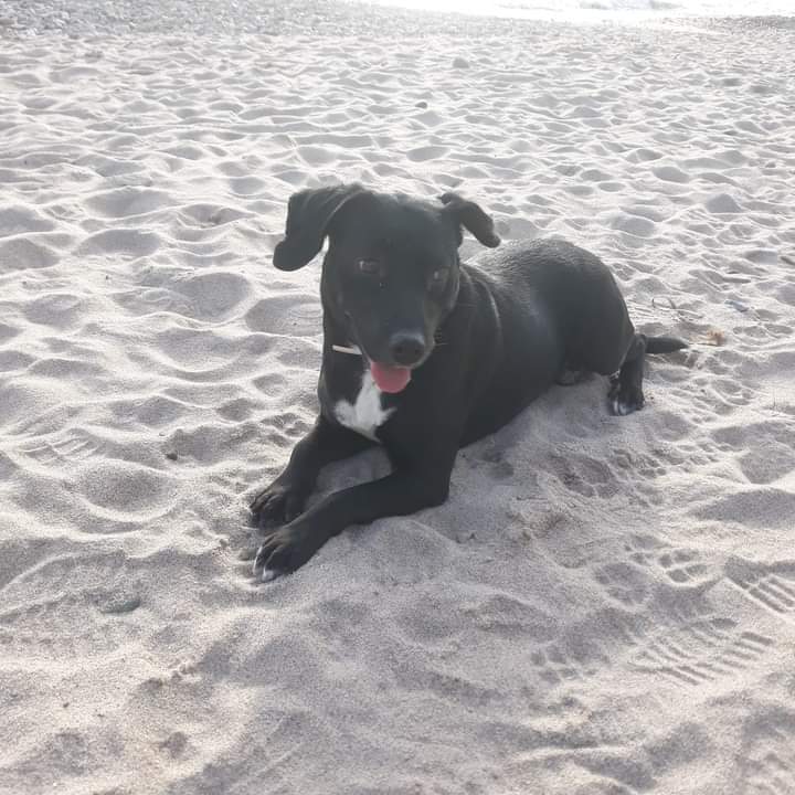 Maya, cagnetta dolce e impaurita smatrrita oggi a Quartu: mobilitiamoci poer ritrovarla!