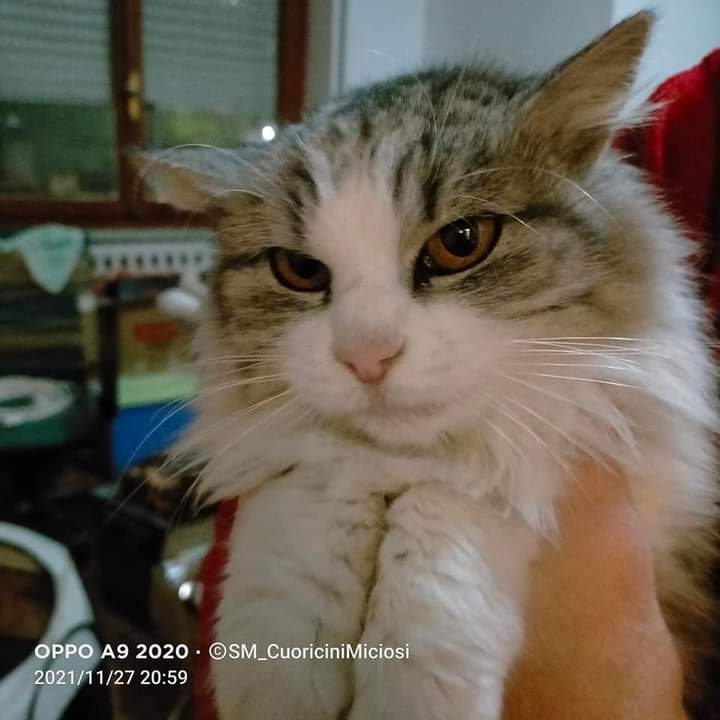 A Radio Zampetta Sarda l’appello per Tricia, la gatta che cerca il calore di una famiglia