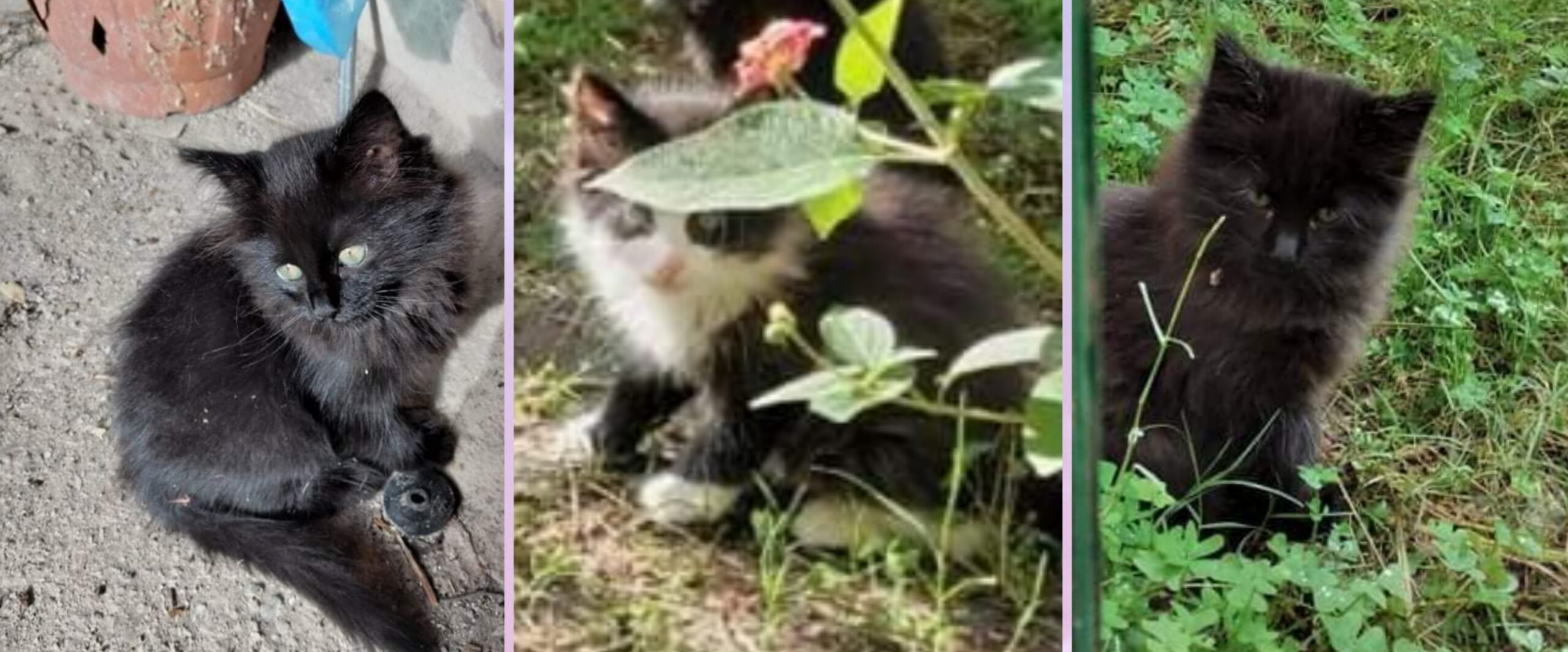 Sos a Radio Zampetta Sarda: 3 gattini a Quartu non sono graditi nel giardino condominiale