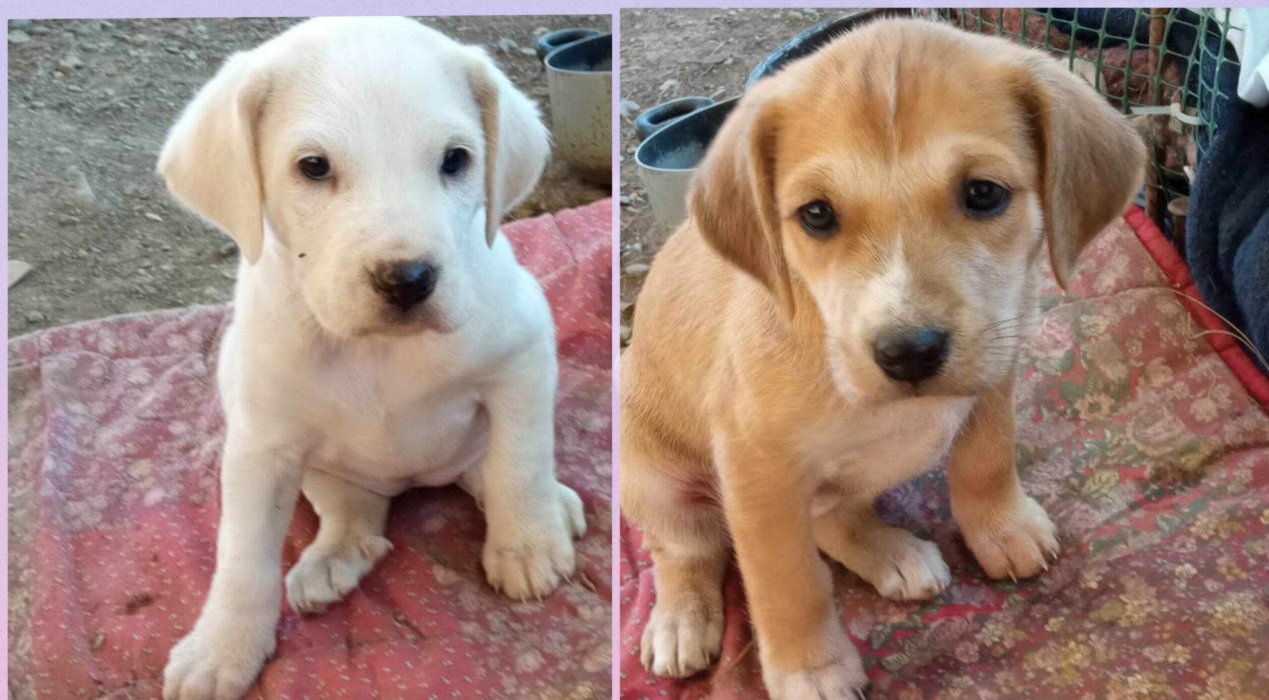 Radio Zampetta Sarda, cercasi adozione del cuore per due dolcissime cucciole in pericolo