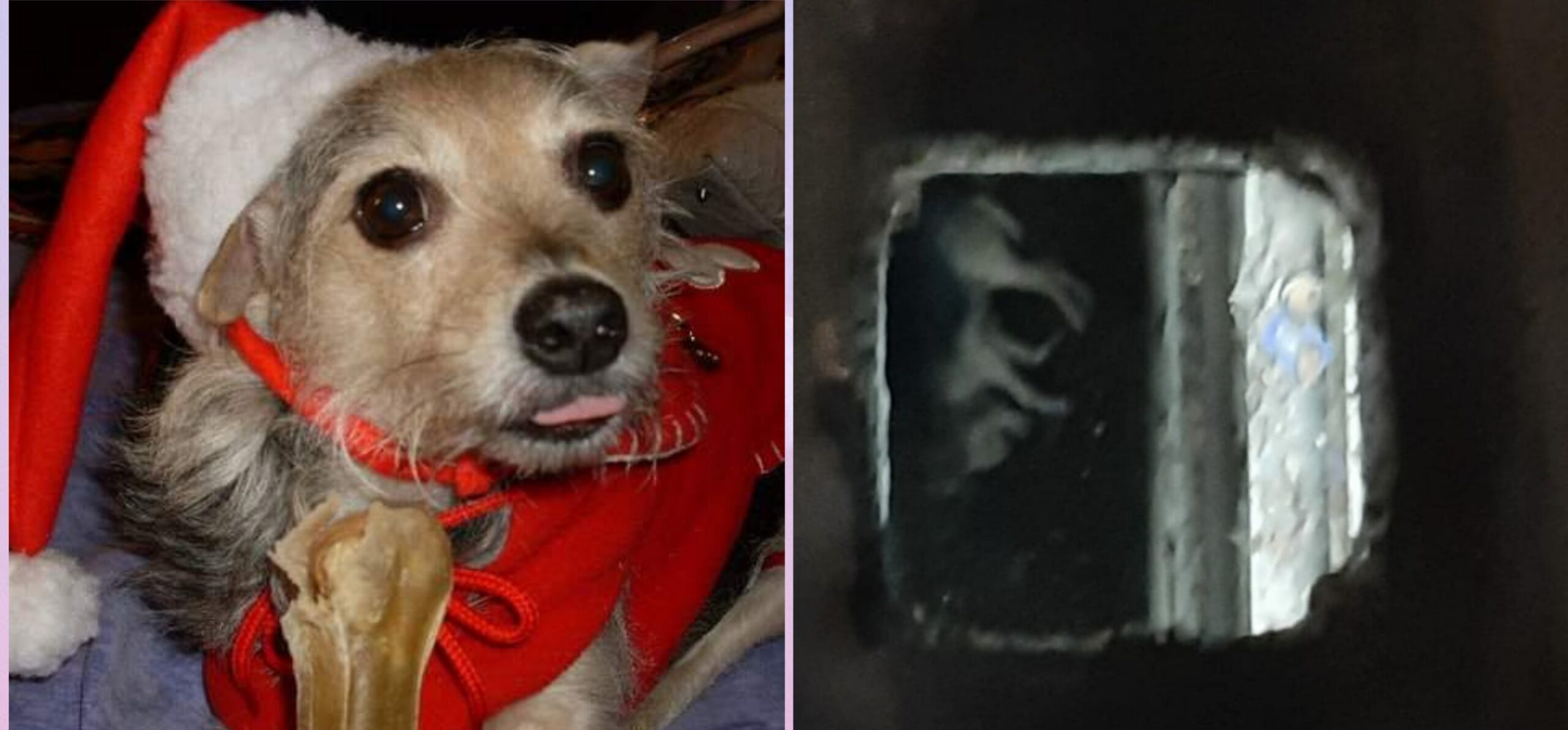 La triste storia di Brunetta: “Caduta in una buca a Cagliari, è morta dopo due giorni”