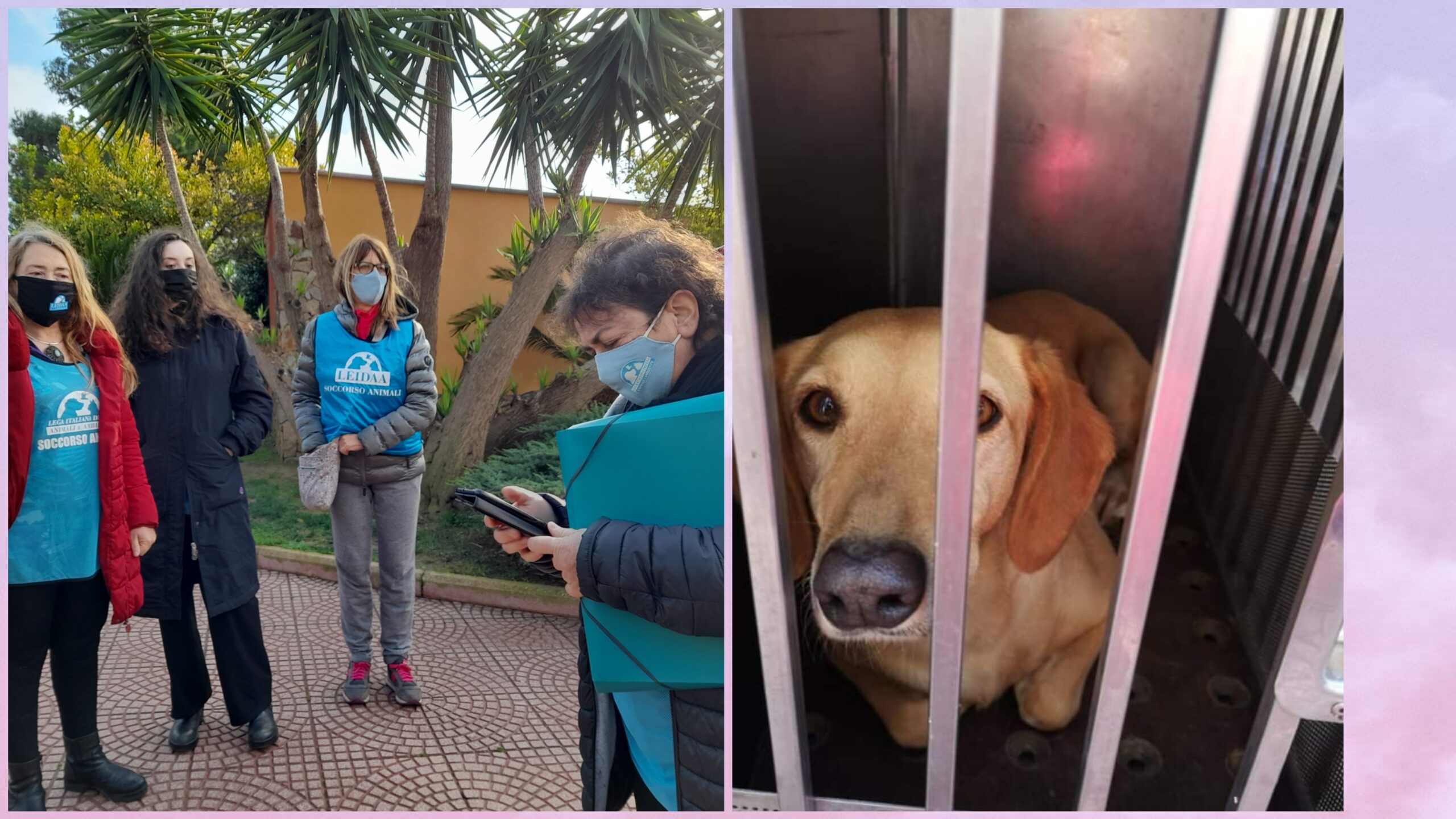 Denuncia a Radio Zampetta Sarda: “Gare d’appalto tra gestori dei canili, animali trasferiti e trattati come pacchi”