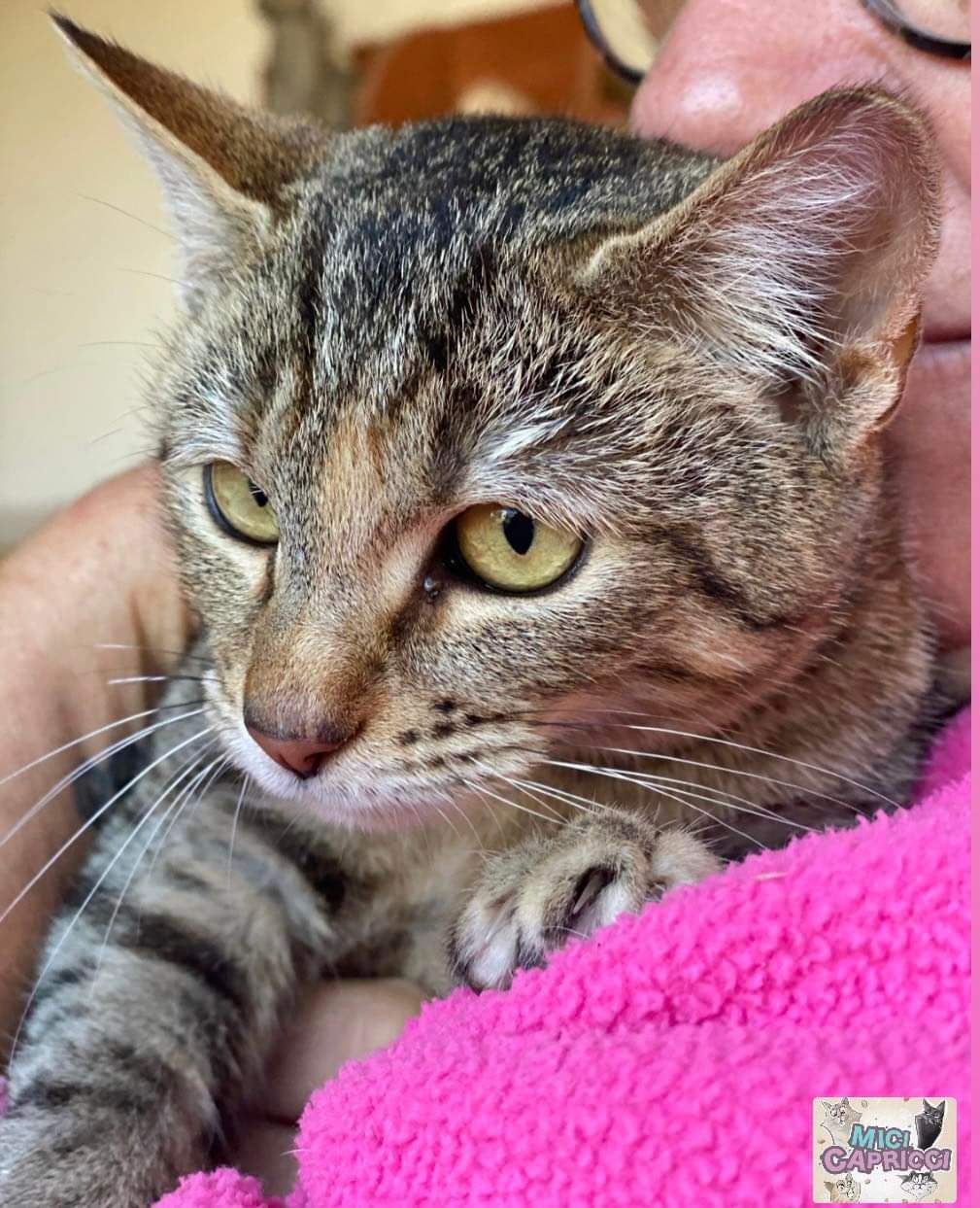 Sos a Radio Zampetta Sarda dalla colonia Mici-Capricci di Quartu per adottare Sophie