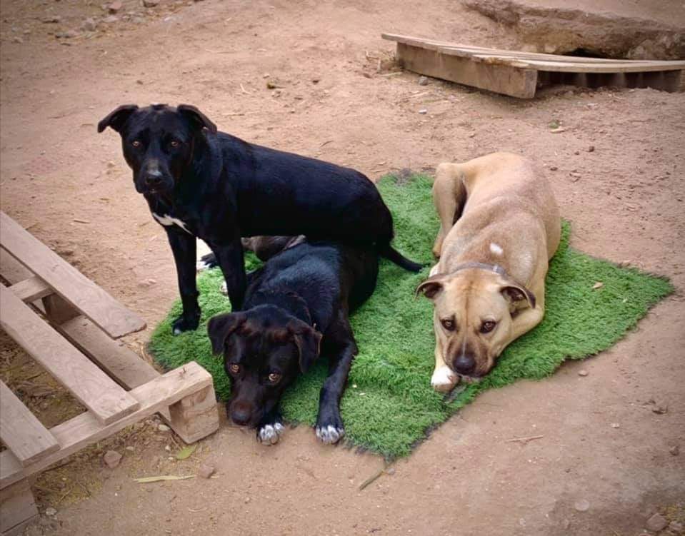 Sos dall’associazione Happy Bau, urgono fondi per operare tre cagnolini