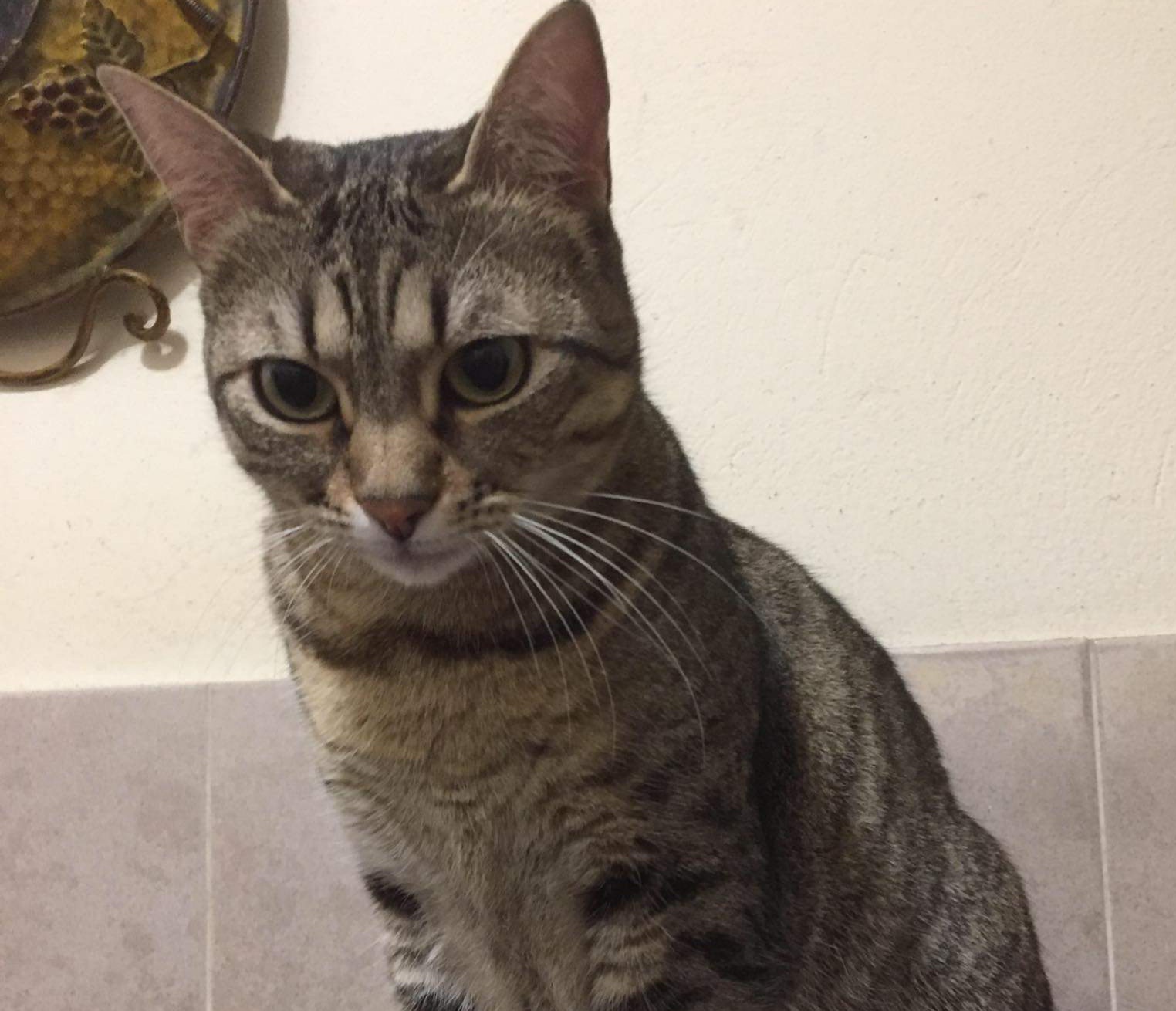 Sos di Valeria a Radio Zampetta Sarda per ritrovare la sua gattina