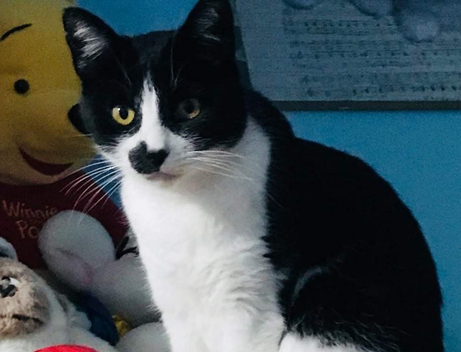 Micio smarrito a Barracca Manna, appello a Radio Zampetta Sarda