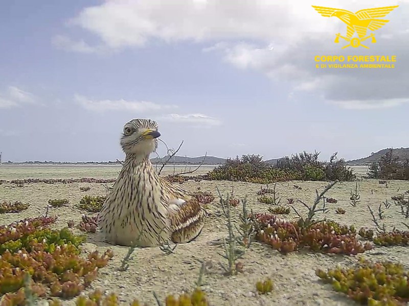 Cagliari, i guardiani di Molentargius: un anno di lotta contro pescatori di frodo, cani randagi e discariche