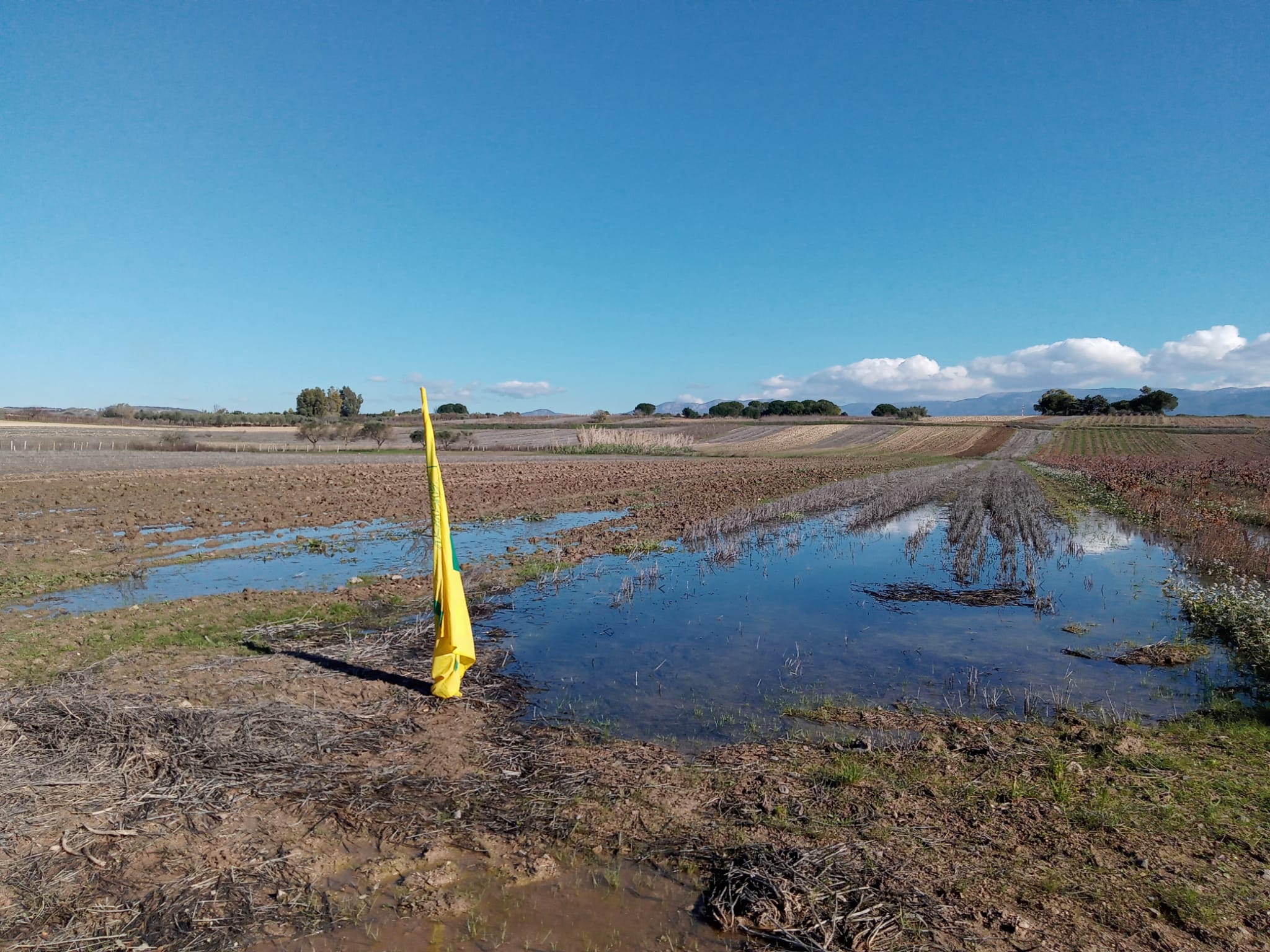 “Sardegna, raddoppiano i costi delle semine per gli agricoltori che non hanno avuto un centesimo per gli aumenti stellari del grano”