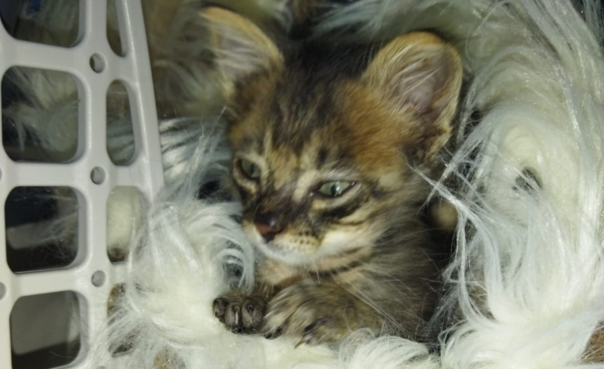 Aiutiamo il piccolissimo gattino Icarus a sopravvivere, basta una piccola donazione