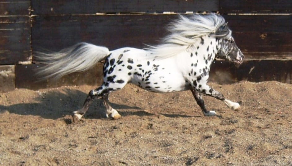 Radio Zampetta Sarda: “Ha perso la sua Bella, ora cerco un’altra pony per il mio Demon”