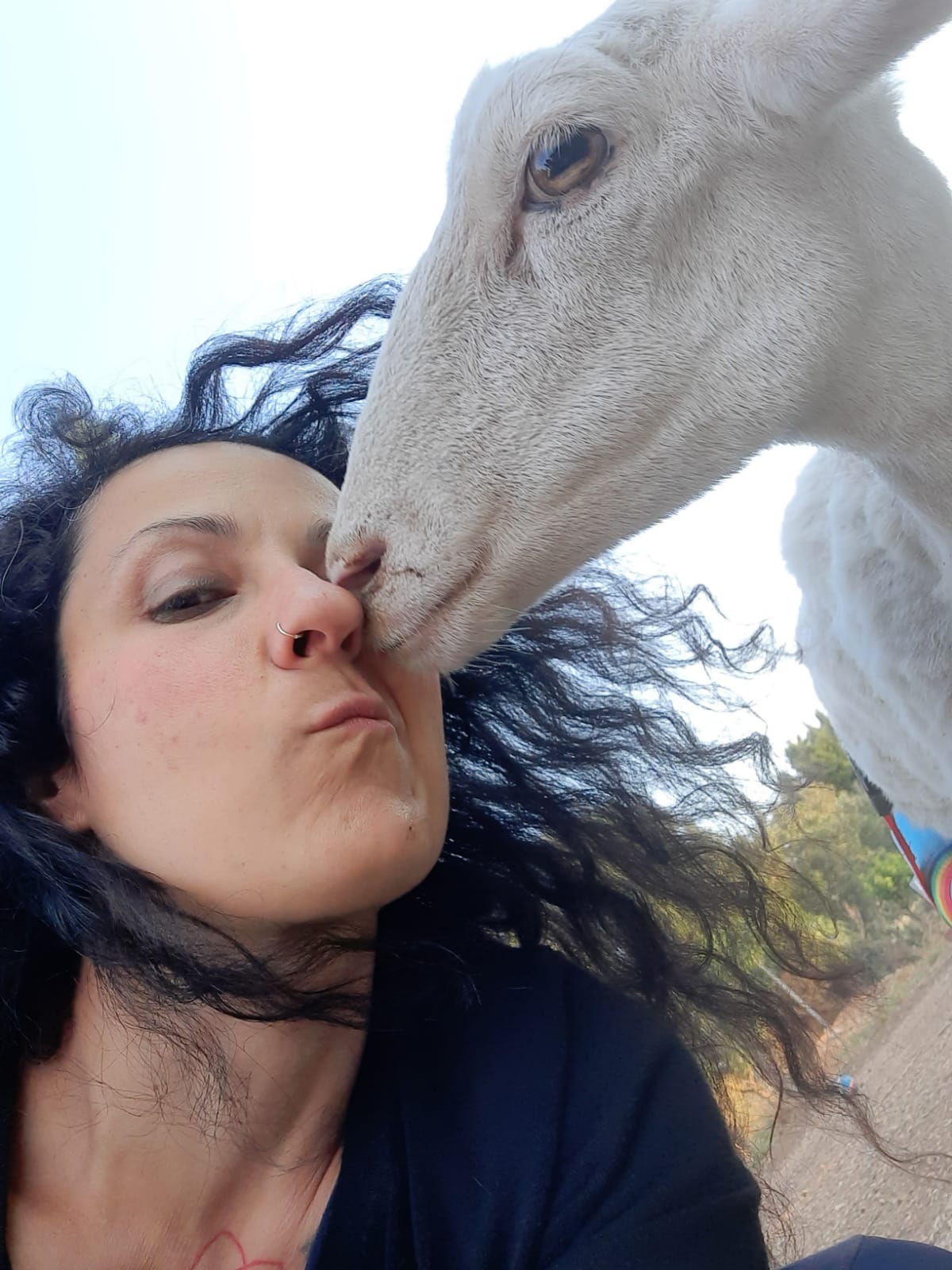 A Radio Zampetta la storia di Tina, la pecora ribelle paralizzata e morta dopo le bastonate dal pastore