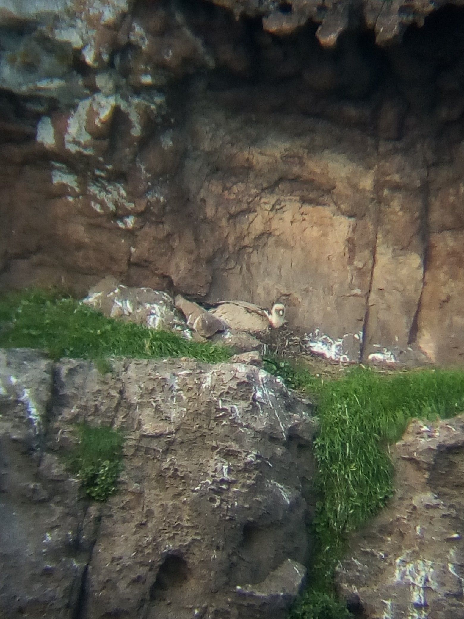 Progetto LIFE Safe For Vultures, una coppia di grifoni di età avanzata inaugura la stagione riproduttiva in Sardegna